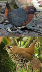 12 species


plumage themes: gray w/ brown or rufous OR streaky