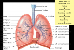 End of trachea - splits into two primary bronchi (serve right and left lungs respectively)
Ridge called the carina - separates air as it moves in - very vascularized - if something hits it you will into spasmatic coughing
Right side is more robu...