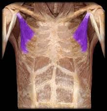 Name two vascular structures that run deep the muscle highlighted in purple.