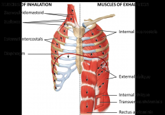 Diaphragm - most important for respiration - sets the boundary between the abdominal and thoracic cavity - moves inferiorly which increases the volume of the thoracic cavity therefore decreasing pressure
Generally tidal volume during quiet breath...