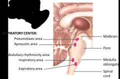 Medullary Rhythmicity Center
Apneustic Area
Pneumotaxic Area