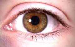 The upper lid may cover a small portion of the iris, but not touch the pupil