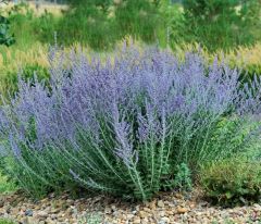 minty silvery woody leaves, bright lavender tubular flowers