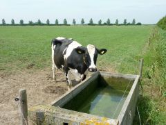 How can we increase the amount of magnesium in a cows diet?