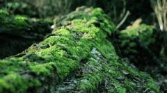 http://7-themes.com/6860803-forest-moss.html