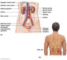 the kidneys, ureters, urinary bladder, and urethra.