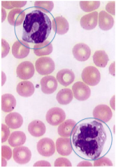 De er et forstadie til makrofager. De vandrer i blodkar og differentierer sig til makrofager.
Kan kendes på kernen, der er hestesko-formet