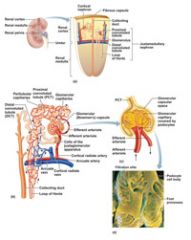 glomerulus
renal tubule