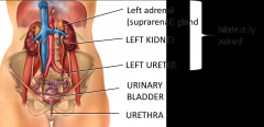 Bilaterally paired kidneys - right sits a little lower than the left (liver causes this by depressing the kidney down)
Attached to the kidney at the hila are vasculature
Ureter - transport urine from the kidneys to the urinary bladder
Suprarena...