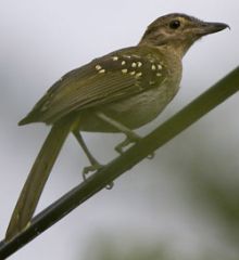 3 species


spots on wings
yellow/greenish
hooked bill