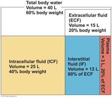 intracellular fluid (ICF)
extracellular fluid (ECF)