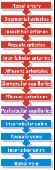 Renal Artery --> Segmental Arteries --> Interlobar Arteries --> Arcuate Arteries --> Interlobular Arteries --> Afferent Arterioles --> Glomerular Capillaries --> Efferent arterioles --> Peritubular Capillaries --> Interlobular Veins --> Arcuate Ve...