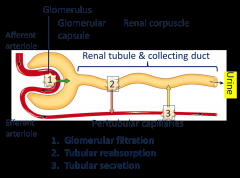1. Glomerular Filtration - moving blood from glomerulus into the nephron itself
2. Tubular Reabsorption - when we take material that are in the urine that we want to reclaim back into the blood
3. Tubular Secretion - what we want to get rid of i...