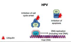 The HPV E7 protein, which is expressed early in the viral life-cycle, binds the 'pocket' of Rb, displacing it from E2F. E2F is therefore freed from Rb-dependent inhibition.


This activates the host cell's replicative machinery which the virus hij...