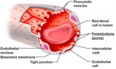 - receives blood from arterioles under high pressure 
- single layer of endothelial cells
- have fenestrations 