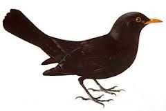 ___________________ är en svart eller mörkbrun fågel med gul näbb, som sjunger mycket vackert på våren.
