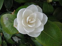 Japanese Camellia, Spring Blooming Camellia