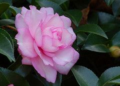 Fall Blooming Camellia