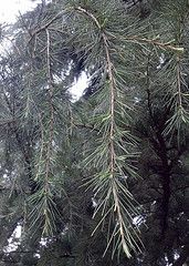 Deodar Cedar, Himalayan Cedar