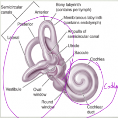 1. Two interconnected compartments: the vestibule and the cochlea 