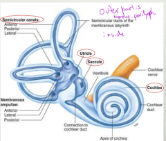 1. Central cavity = vetibule
2. Saccule and utricle arise from the vestibule
3. Semicircular canals arise from the utricle
4. Cochlea arises from other side of vestibule