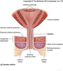 -involuntary superior urethral sphincter
circular muscle surrounding the neck of the bladder