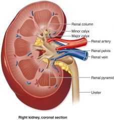-extension of renal cortex into the medulla