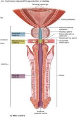 -enclosed within corpus spongiosum of penis
-extends to external urethral orifice
