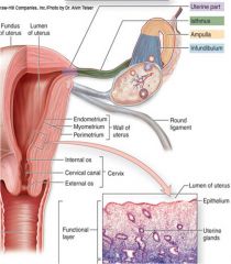 expanded region that is medial to infundibulum
site of fertilization