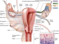 extends medially from ampulla towards lateral walls of uterus
forms 1/3 length of uterine tube