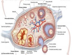inner region of ovary
Contains blood vessels, lymphatic vessels and nerves