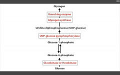 Catalyzes UDP-glucose --> Glycogen, along with Branching ENZ
