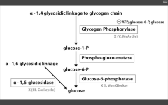 Catalyzes alpha-1,4 glycosidic linkage break to release G1P.