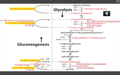 Catalyzes F16BP-->F6P step in the liver of gluconeogenesis, and in the Calvin cycle (reverse of PFK-1 in glycolysis).