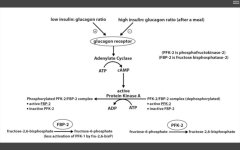 PFK-2 increases levels of F26BP

FBP2 decreases levles of F26BP