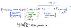 Oxidative decarboxylation in TCA cycle