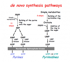 PRPP-amidotransferase