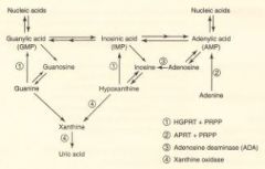 HGPRT - lesch-nyhan
XLR

Adenosine deaminase deficiency
Auto recessive