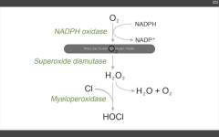 1. NADPH oxidase
(O2-->O2-.)

2. Superoxide dismutase
(O2-. --> H2O2)

3. Myeloperoxidase
(H2O2 +Cl --> HOCl.)