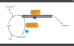 1. cystathionine enthuse (rx by decreasing methionine and cystine, and increasing B12 and folate in diet)

2. decreased affinity of cystathione synthase for pyridoxal phosphate (rx increase amt B6 in diet)

3. homocysteine methyltransferase (r...