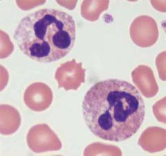 What is contained in neutrophil 1) small, specific granules, and 2) larger azurophilic granules?