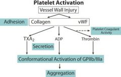 1. Injury: vWF binds to exposed collagen on damaged endothelium

2. Adhesion: Platelets bind vWF via GpIb receptor @ site of injury (specific). Platelets release ADP and Ca2+ from dense granules (necessary for coagulation cascade). ADP helps pla...