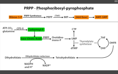 Glutamine PRPP amidotransferase (between PRPP and IMP). 

Inhibited by 6-Mercaptopurine.
