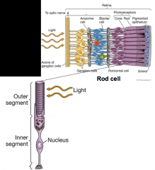 - Rod cells, is a sensory cell. 
- outer segment receives light and converts the external environment information into action potential at inner segment 
- neurons, afferent neurones receives sensory info and send to CNS and efferent cells transmi...