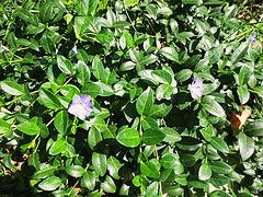 Common Periwinkle, Lesser Periwinkle