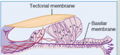 1. The spiral organ/organ of corti
2. Transduces mechanical stimuli into electric signals
3. Hair cells rest on basilar membrane with their stereocilia extending into overlying tectorial membrane 