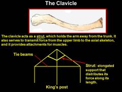 The clavicle is the most frequently broken bone in the body. What happens if you fracture your clavicle? Why?