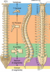 - Cervical 7 
- Thoracic 12 
- Lumber 5 
- Sacral 5 
- Coccygeal 4