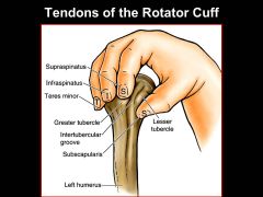 Which 4 muscles/ tendons make up the rotator cuff and act to support the shoulder joint?