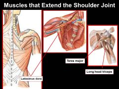 **NOTE only the LONG HEAD of TRICEP extends to the scapula & works on shoulder joint**